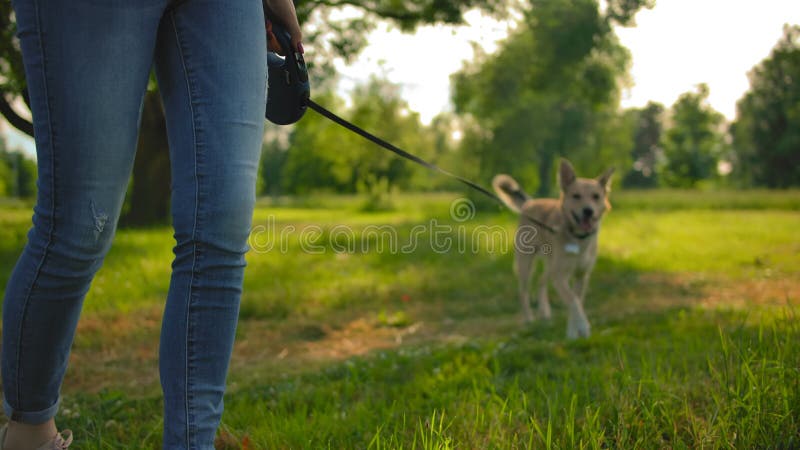 Une jeune fille avec un chien marche dans le parc