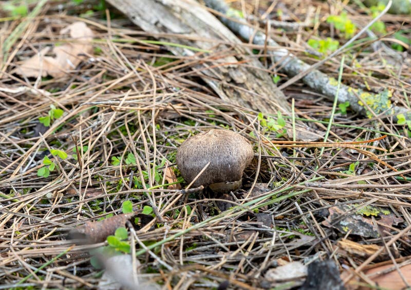 A young edible mushroom - Row earthy gray - mouse - Tricholoma terreum makes their way through a layer of grass and needles in a coniferous forest near the city of Karmiel, in northern Israel. A young edible mushroom - Row earthy gray - mouse - Tricholoma terreum makes their way through a layer of grass and needles in a coniferous forest near the city of Karmiel, in northern Israel