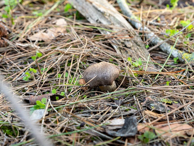 A young edible mushroom - Row earthy gray - mouse - Tricholoma terreum makes their way through a layer of grass and needles in a coniferous forest near the city of Karmiel, in northern Israel. A young edible mushroom - Row earthy gray - mouse - Tricholoma terreum makes their way through a layer of grass and needles in a coniferous forest near the city of Karmiel, in northern Israel