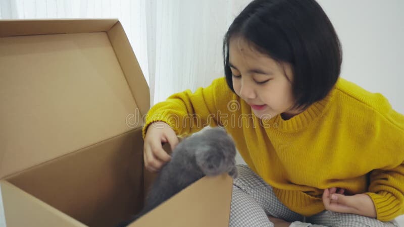 Une jolie fille asiatique jouant Ã  cache-cache et cherchant avec une race chatte Scottish Fold dans la boÃ®te Ã  papier