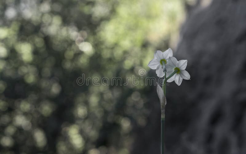 Une jonquille naine photo stock. Image du fleur, nain - 62829118