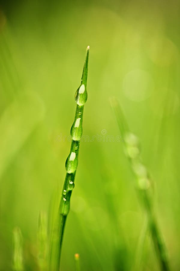 Une lame d'herbe avec des gouttes de rosée photos libres de droits Une lame d'herbe avec des gouttes de rosée photos libres de droits