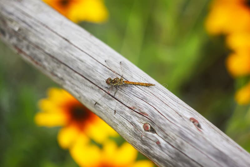 Une libellule sur le bâton en bois dehors dans le jour d'été photographie stock Une libellule sur le bâton en bois dehors dans le jour d'été photographie stock