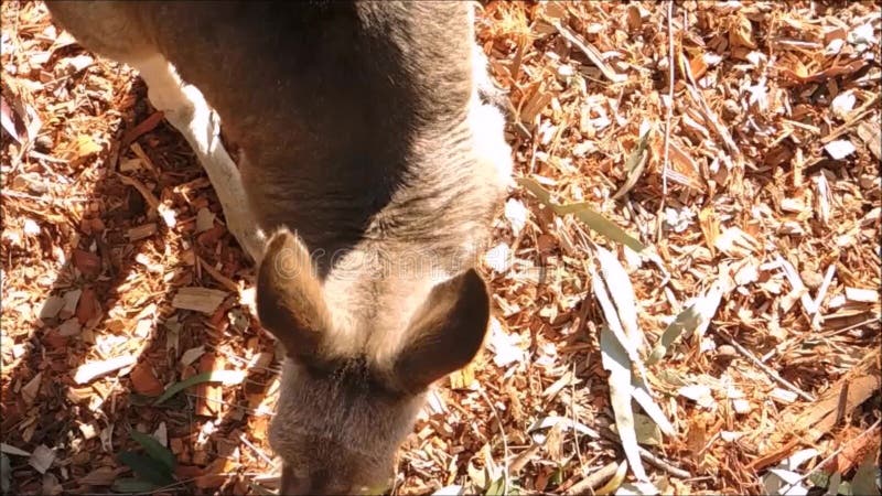 Une longueur de fin avec la vue supérieure d'un grand kangourou rouge mignon clips vidéos