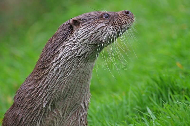 Une loutre anglaise semblant vigilante images libres de droits Une loutre anglaise semblant vigilante images libres de droits