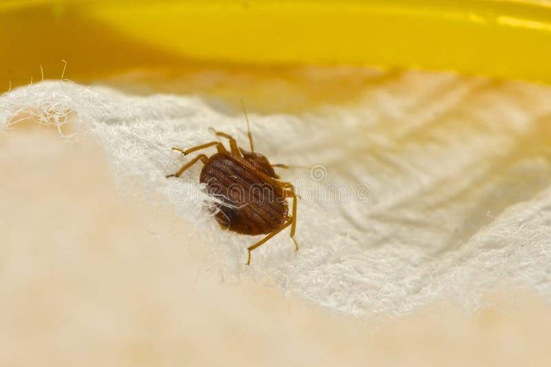 Insecte de lit photos stock Insecte de lit photos stock