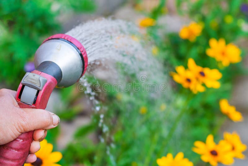 Une main avec le pistolet de pulvérisation, arrosage fleurs jaunes photo stock Une main avec le pistolet de pulvérisation, arrosage fleurs jaunes photo stock
