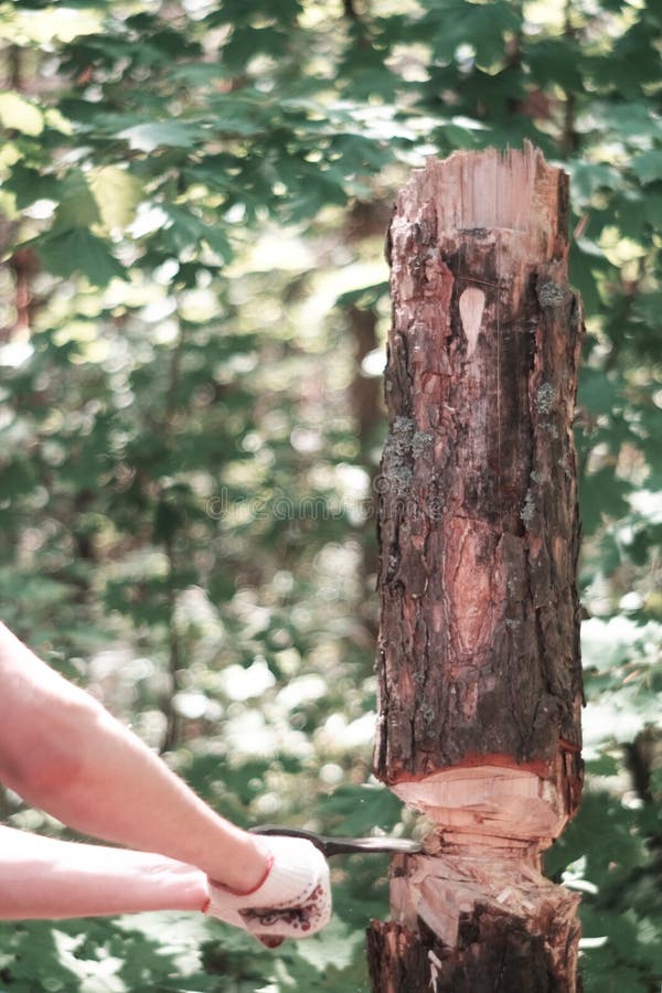 A hand of a man hack a tree with an ax against a blurred green background with empty copy space. A hand of a man hack a tree with an ax against a blurred green background with empty copy space