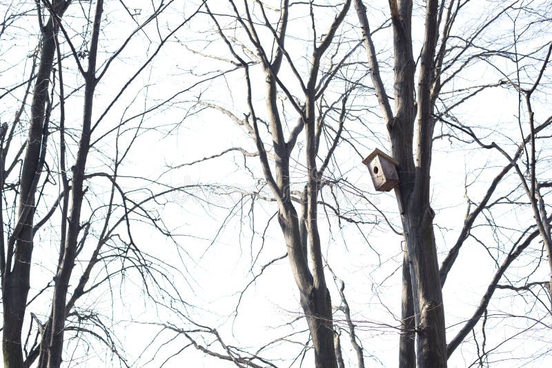 Une maison pour des oiseaux sur un arbre photos stock Une maison pour des oiseaux sur un arbre photos stock