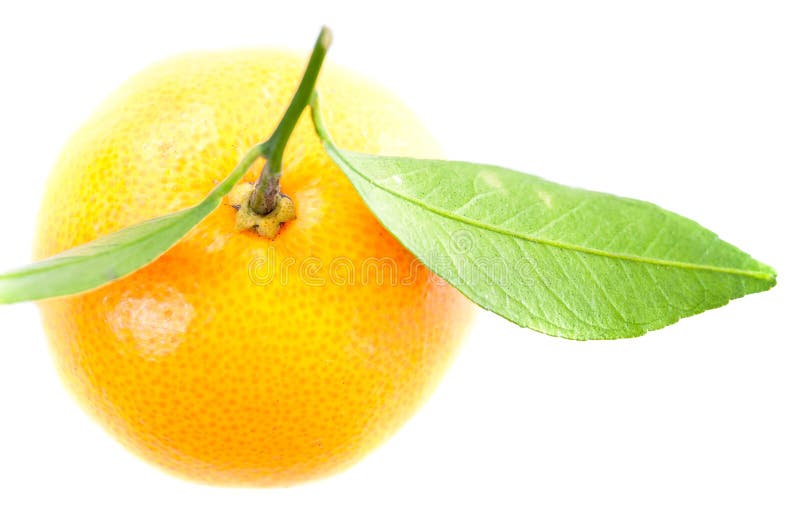 Une mandarine avec les lames vertes photos stock Une mandarine avec les lames vertes photos stock