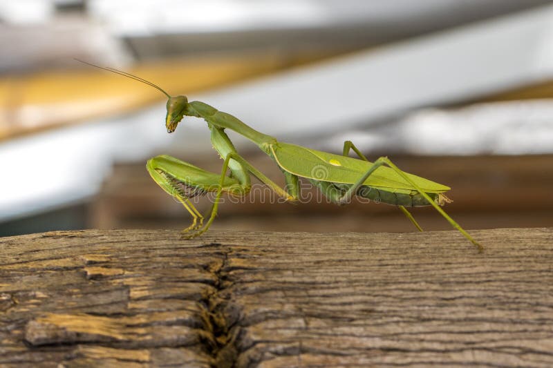 Une mante de prière sur un arbre image stock Une mante de prière sur un arbre image stock