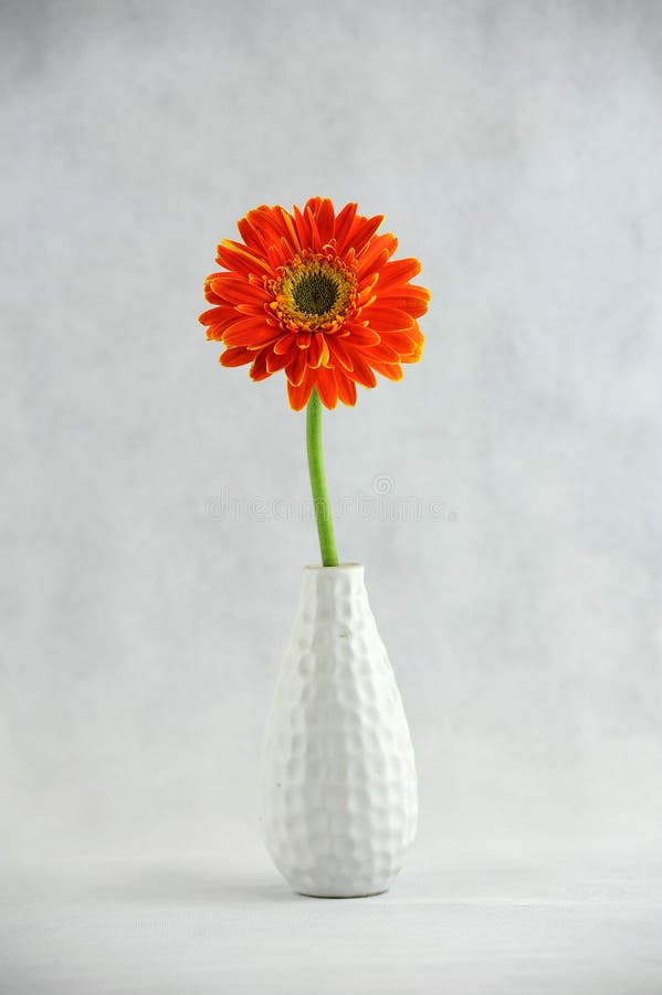 Marguerite de Gerbera dans le vase images stock Marguerite de Gerbera dans le vase images stock