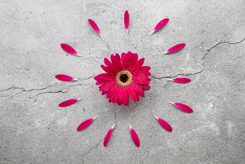 Une marguerite rouge lumineuse de gerbera avec le modèle rouge circulaire de pétales photographie stock libre de droits Une marguerite rouge lumineuse de gerbera avec le modèle rouge circulaire de pétales photographie stock libre de droits