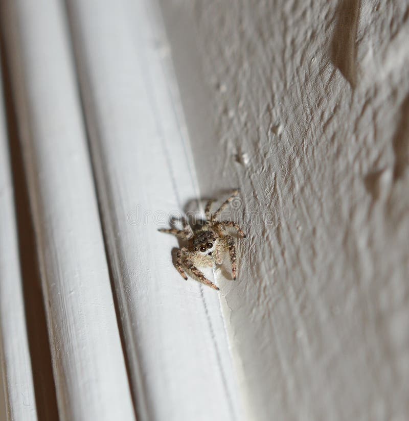 Une Mignonne Araignee Sautillante Sur Un Mur Blanc Image Stock Image Du Colore Rampement