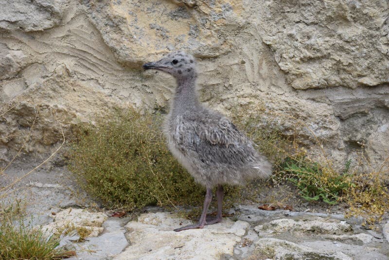 Une Mouette De Bebe Image Stock Image Du Poulet Oiseau