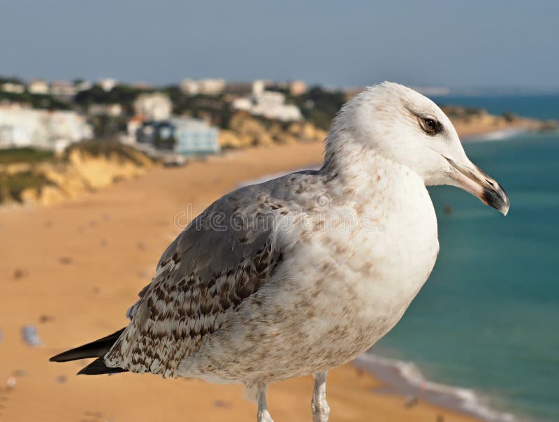 Une mouette mignonne devant la plage d'Albufeira à la côte d'Algarve du Portugal image libre de droits Une mouette mignonne devant la plage d'Albufeira à la côte d'Algarve du Portugal image libre de droits