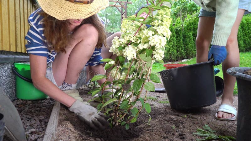 Une mère et sa fille plantent une hydrangée dans leur jardin clips vidéos
