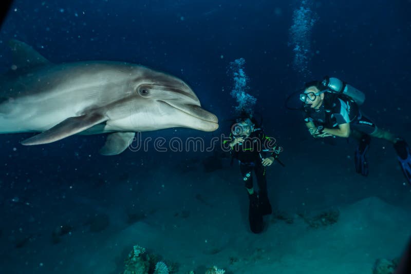 Une natation de dauphin en Mer Rouge image stock Une natation de dauphin en Mer Rouge image stock