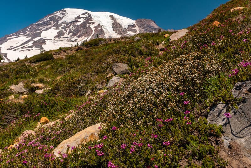Une neige a couvert la montagne, le mont Rainier, au printemps avec un champ des wildflowers de ressort dans le premier plan images stock Une neige a couvert la montagne, le mont Rainier, au printemps avec un champ des wildflowers de ressort dans le premier plan images stock