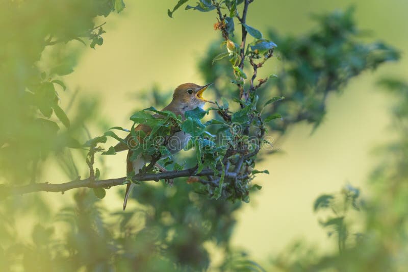 A common nightingale sitting in a bush, singing, sunny morning in springtime, Vienna Austria. A common nightingale sitting in a bush, singing, sunny morning in springtime, Vienna Austria
