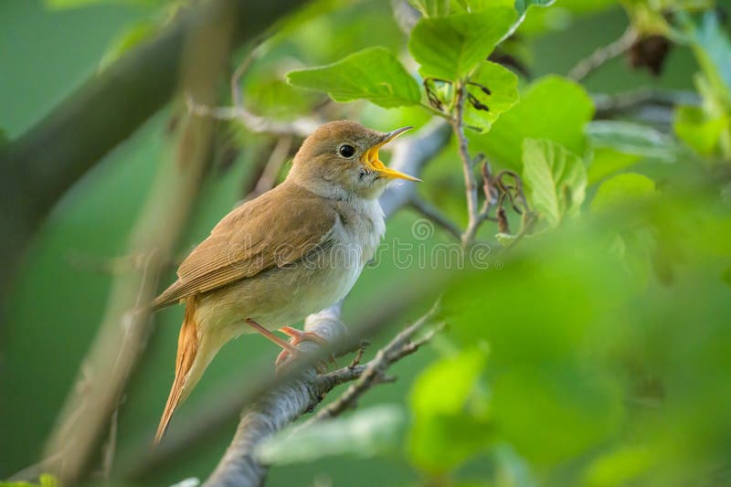 A Common Nightingale sitting in a bush singing, sunny morning in springtime, Vienna (Austria. A Common Nightingale sitting in a bush singing, sunny morning in springtime, Vienna (Austria