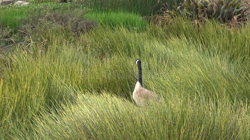 Une oie dans l'herbe haute sur les rives d'un étang