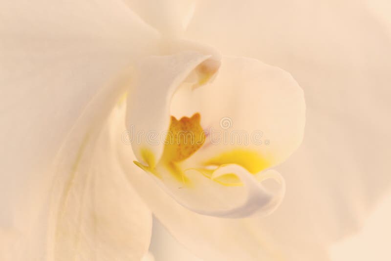 Une orchidée de vanille blanche tendre Fin vers le haut Foyer s?lectif photographie stock Une orchidée de vanille blanche tendre Fin vers le haut Foyer s?lectif photographie stock