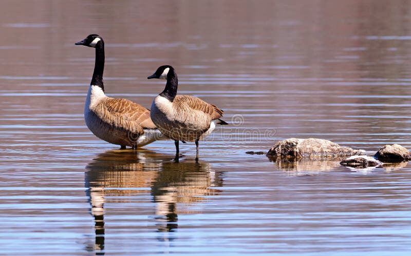 Oies canadiennes pataugeant dans un lac images stock Oies canadiennes pataugeant dans un lac images stock