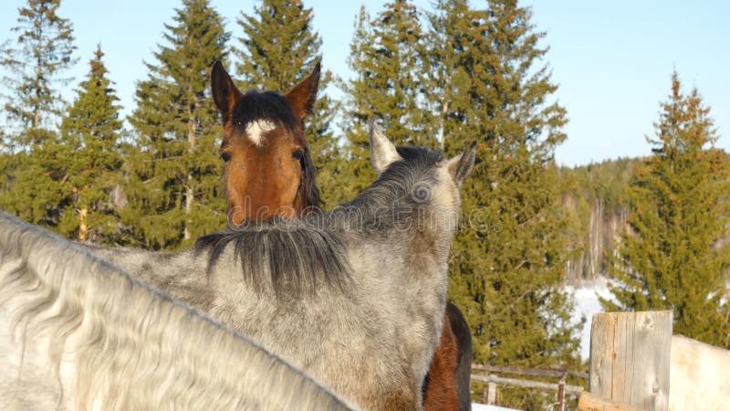 Une paire de chevaux affichant l'affection Cheval blanc et brun caressant images stock Une paire de chevaux affichant l'affection Cheval blanc et brun caressant images stock