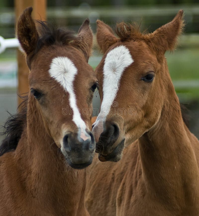 Two brown baby foals, colts, enjoy each others companionship, best friends together. Two brown baby foals, colts, enjoy each others companionship, best friends together