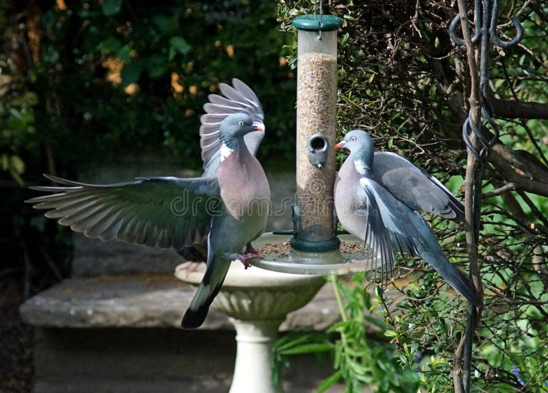 A pair of Wood Pigeons squabbling on a bird feeder. The common woodpigeon is a large species in the dove and pigeon family. It belongs to the Columba genus and, like all pigeons and doves, belongs to the family Columbidae. A pair of Wood Pigeons squabbling on a bird feeder. The common woodpigeon is a large species in the dove and pigeon family. It belongs to the Columba genus and, like all pigeons and doves, belongs to the family Columbidae.