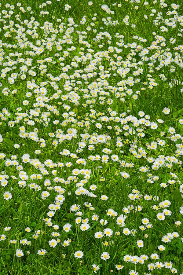 Une Pelouse Des Fleurs Blanches Image stock - Image du jaune, beau: 2713977