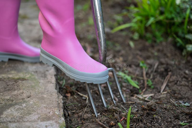 Une personne en bottes roses jardinant avec un porc dans le sol. photo stock
