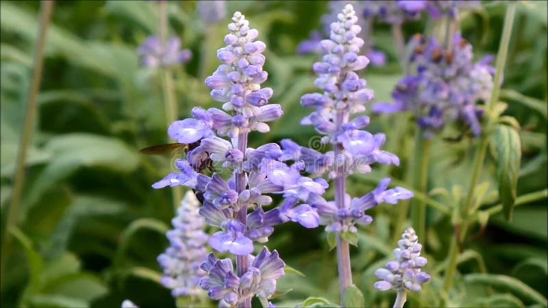 Une petite abeille rassemblant le nectar sur la belle lavande mauve-clair de floraison fleurit banque de vidéos