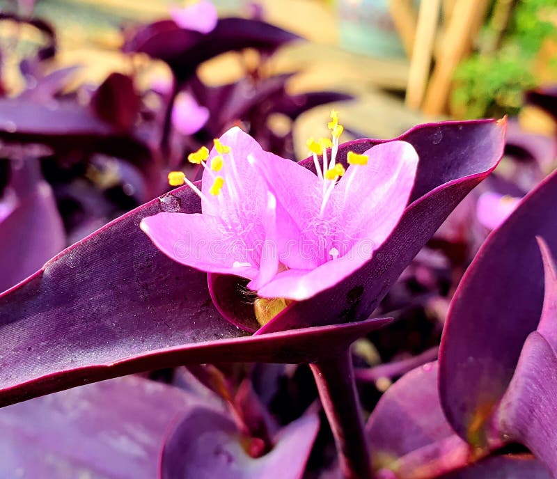 7,157 Photos de Petite Fleur Violette - Photos de stock gratuites et libres  de droits de Dreamstime