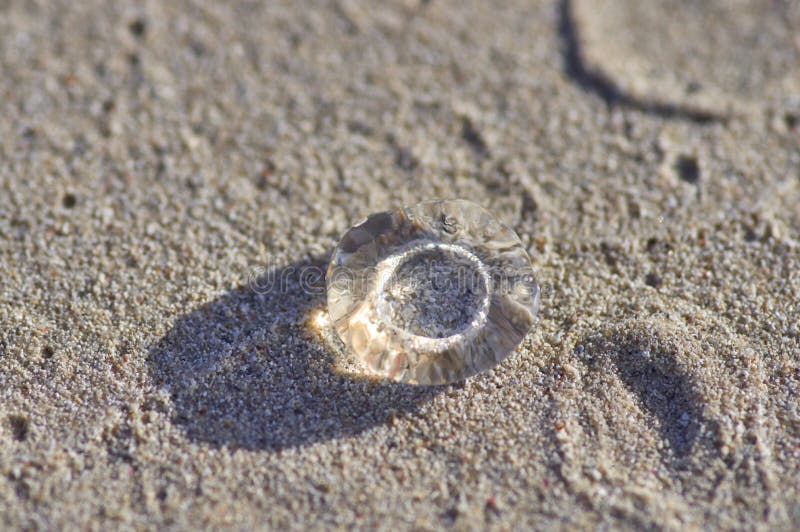 Une Petite Meduse Transparente Sur Le Sable Est Illuminee Par Image Stock Image Du Tropical Piqure Une Petite Meduse Transparente Sur Le Sable Est Illuminee Par Image Stock Image Du Tropical Piqure