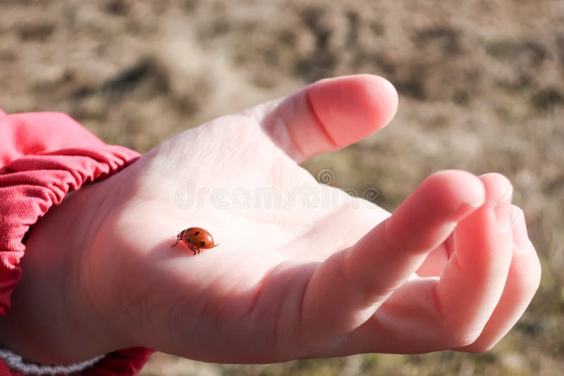 Une petites coccinelle/coccinelle marche dans une main du ` s de petite fille photographie stock Une petites coccinelle/coccinelle marche dans une main du ` s de petite fille photographie stock