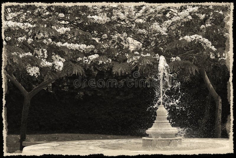 Une photo noir et blanc sympathique merveilleuse des arbres de fleurs et d'une fontaine d'un jardin dans un cadre utilisé à titre photographie stock