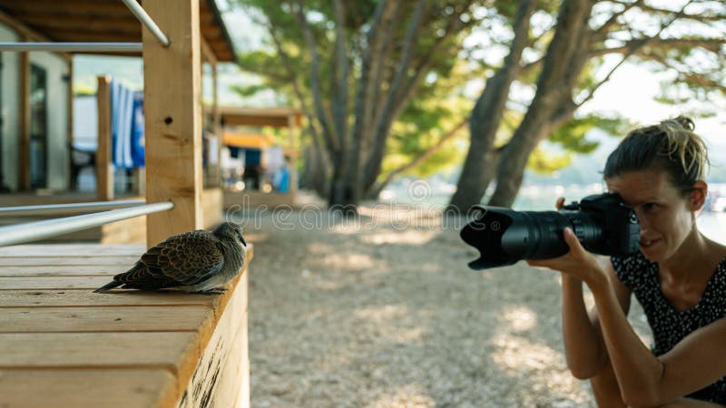 Une photographe s'agenouillant pour prendre une photo d'une colombe photographie stock