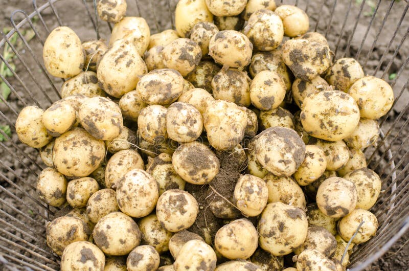 Une pile de jeunes pommes de terre avec la terre dans le panier Se rassemblant et épluchant de jeunes pommes de terre, récolte de image libre de droits Une pile de jeunes pommes de terre avec la terre dans le panier Se rassemblant et épluchant de jeunes pommes de terre, récolte de image libre de droits