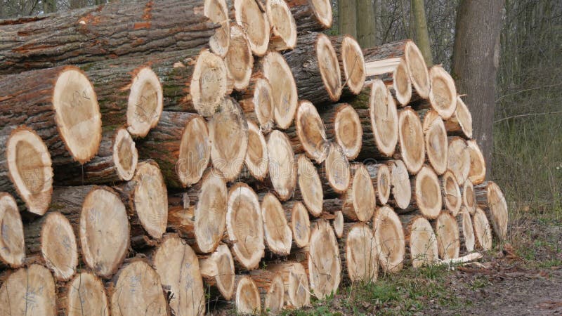 Un Tas De Bois À Long Journaux Empilés Dans Une Forêt Banque D