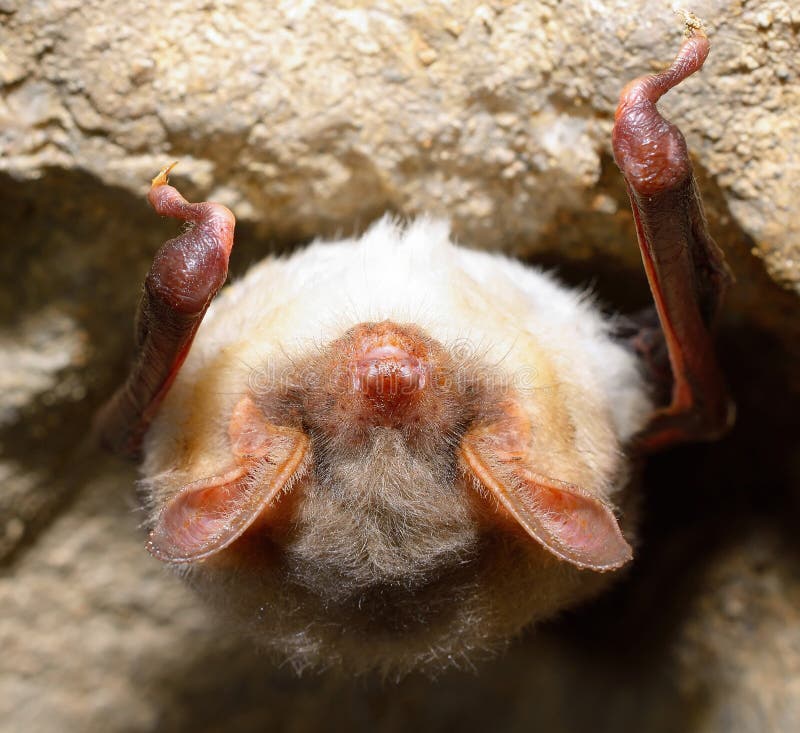 Une plus grande chauve-souris souris-à oreilles (myotis de Myotis) images stock Une plus grande chauve-souris souris-à oreilles (myotis de Myotis) images stock