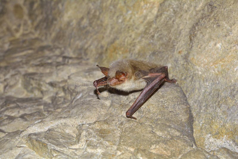 Une plus grande chauve-souris souris-à oreilles (myotis de Myotis) photographie stock libre de droits Une plus grande chauve-souris souris-à oreilles (myotis de Myotis) photographie stock libre de droits