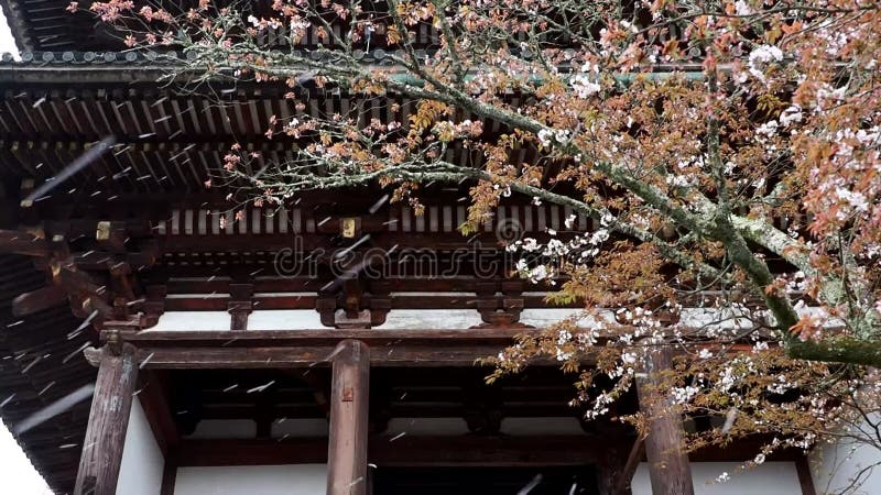 Une rafale de fleurs de cerisiers soufflées au vent sur la montagne yoshino à nara