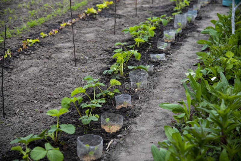 Vegetable garden closeup. A straight line of young strawberry sprouts and cabbage seedlings protected with plastic cases. Proggressive vegetation at home. Spring planting. Farming and agriculture. Healthy food and eco products. Nitrate-free berries growth. Nature of Ukraine, Kotelva. Vegetable garden closeup. A straight line of young strawberry sprouts and cabbage seedlings protected with plastic cases. Proggressive vegetation at home. Spring planting. Farming and agriculture. Healthy food and eco products. Nitrate-free berries growth. Nature of Ukraine, Kotelva.