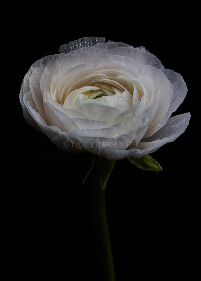 Renoncule Blanche Avec Les Pétales Verts D'isolement Sur Un Fond Noir Photo  stock - Image du beau, nature: 125809272