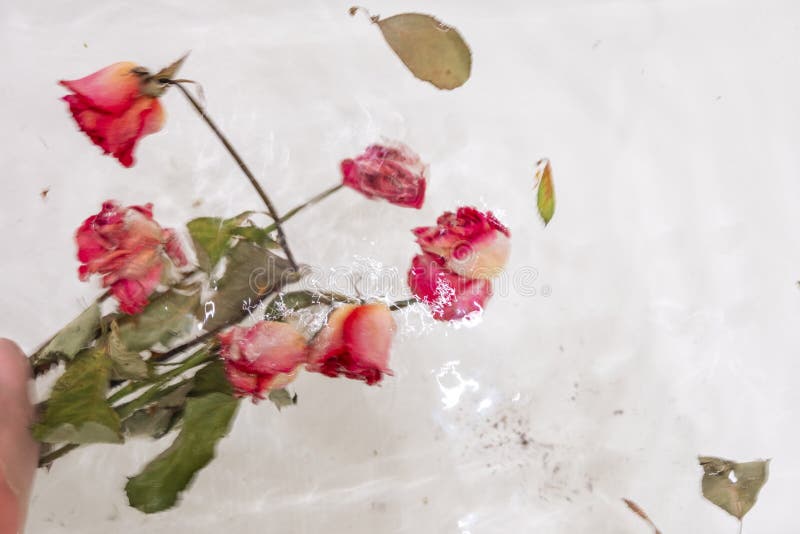 Une rose séchée dans l'eau une image abstraite adaptée à l'utilisation de la couverture. Déconcentrer une rose séchée dans l'eau une image abstraite appropriée à l'utilisation du couvercle avec espace pour le texte