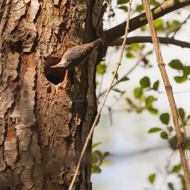 The Eurasian Nuthatch (Sitta europaea) improves itÂ´s nest by reducing the holeÂ´s entrance with a neat mud wall. The Eurasian Nuthatch (Sitta europaea) improves itÂ´s nest by reducing the holeÂ´s entrance with a neat mud wall.