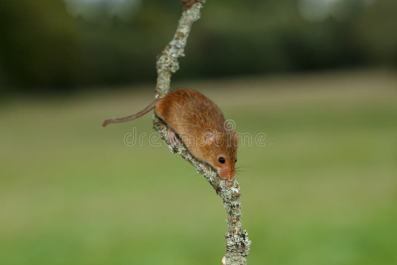 Une Souris Sortant De Lui Est Trou Photo Stock Image Du