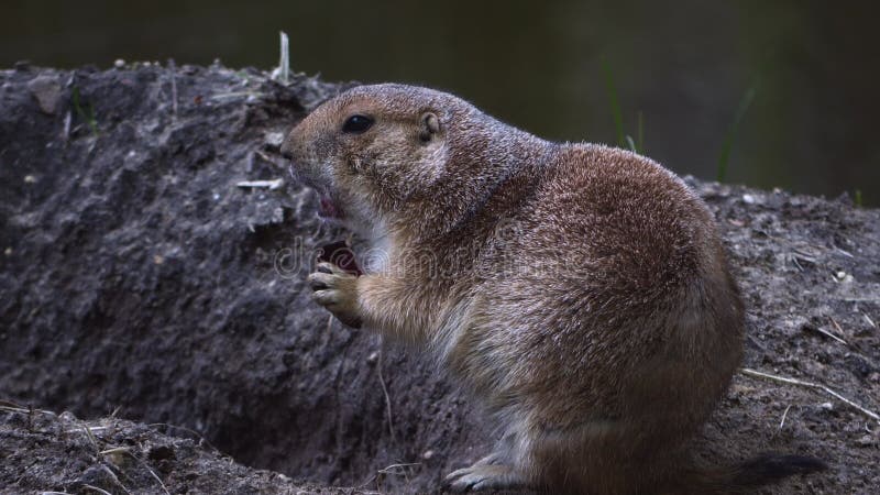 Une séquence d'un chien de prairie se trouve devant sa tanière et mange une pinecone clips vidéos